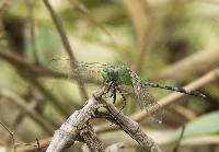 Erythemis vesiculosa image