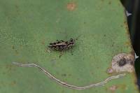 Baeacris punctulata image