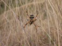 Argiope argentata image