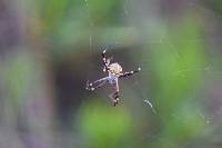 Argiope argentata image