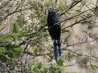 Crotophaga sulcirostris image