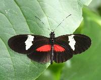 Heliconius himera image