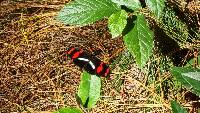 Heliconius telesiphe image