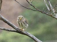 Glaucidium peruanum image