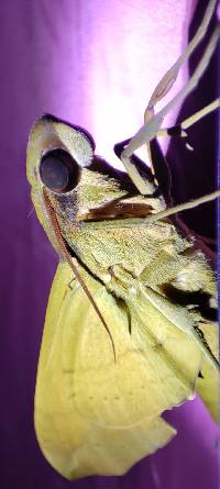 Pachylia ficus image