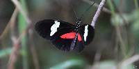 Heliconius clysonymus image