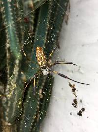 Trichonephila clavipes image