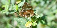 Anartia amathea image