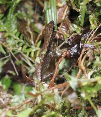 Potamites strangulatus image