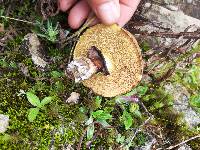 Suillus luteus image