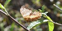 Anartia amathea image