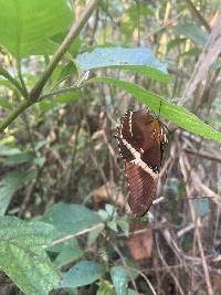 Siproeta epaphus image