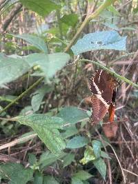 Siproeta epaphus image