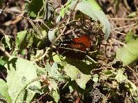 Siproeta epaphus image