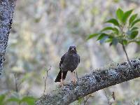 Turdus fuscater image