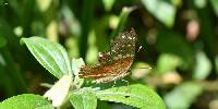 Anartia amathea image