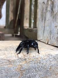 Xylocopa frontalis image