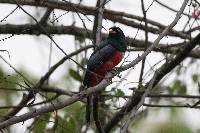 Trogon mesurus image