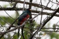 Trogon mesurus image