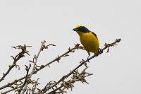 Euphonia laniirostris image