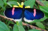 Heliconius erato image