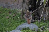 Thamnophilus bernardi image