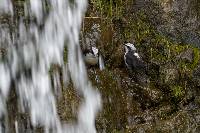 Cinclus leucocephalus image