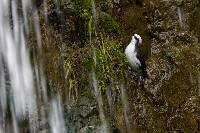 Cinclus leucocephalus image