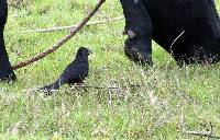 Crotophaga sulcirostris image