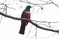 Trogon mesurus image