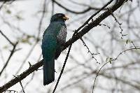 Trogon mesurus image