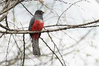 Trogon mesurus image