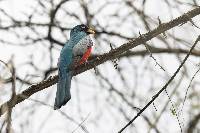 Trogon mesurus image