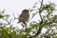 Glaucidium peruanum image