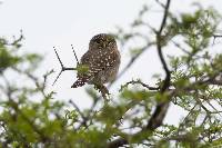 Glaucidium peruanum image