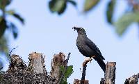 Turdus fuscater image