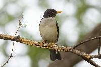 Turdus reevei image