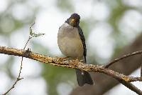 Turdus reevei image