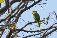 Aratinga erythrogenys image