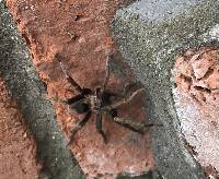 Thrixopelma nadineae image