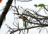 Euphonia laniirostris image