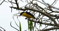 Euphonia laniirostris image