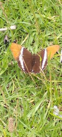 Siproeta epaphus image