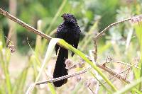 Crotophaga sulcirostris image