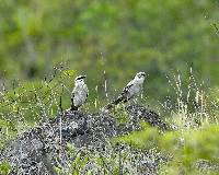 Mimus longicaudatus image