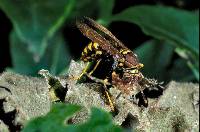 Polistes versicolor image