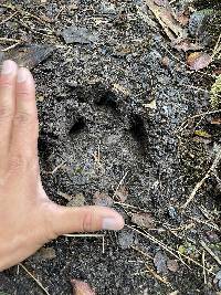 Tapirus pinchaque image