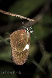 Heliconius himera image