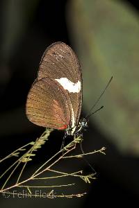 Heliconius himera image