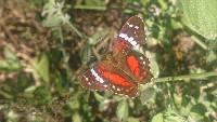 Anartia amathea image